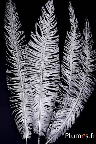 Piume di struzzo dipinte  